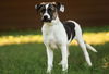 adoptable Dog in  named Fandango