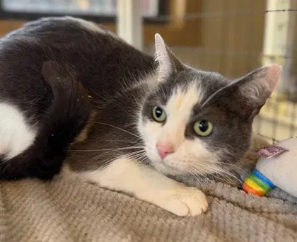Neteyam - Domestic Short Hair