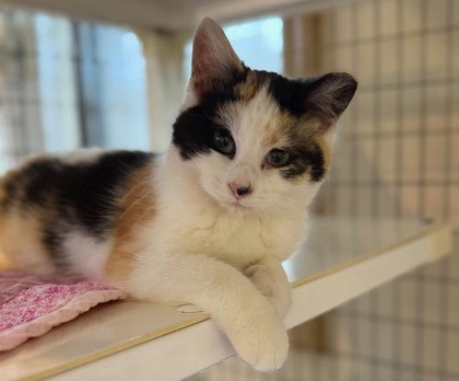 Araminta, an adoptable Domestic Short Hair in Warrenton, VA