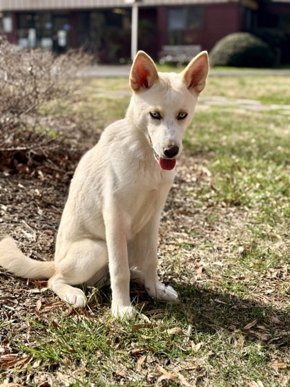 Ryker, an adoptable Siberian Husky in Warrenton, VA