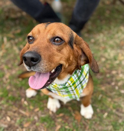 Sniffums, an adoptable Beagle in Warrenton, VA