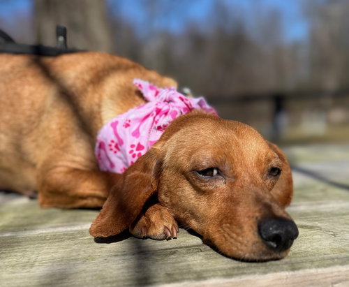 Varley, an adoptable Dachshund in Warrenton, VA