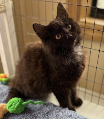 Alice, an adoptable Domestic Long Hair in Warrenton, VA