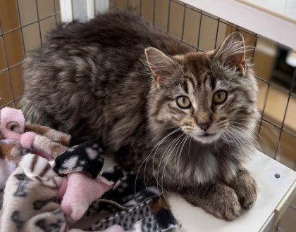 Bella, an adoptable Domestic Long Hair in Warrenton, VA