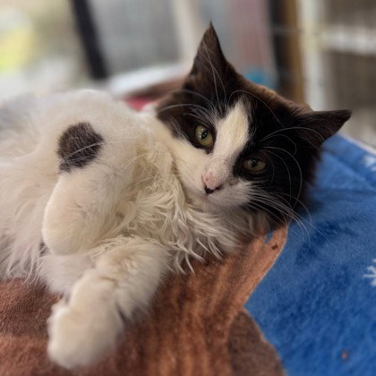 Rosalie, an adoptable Domestic Long Hair in Warrenton, VA