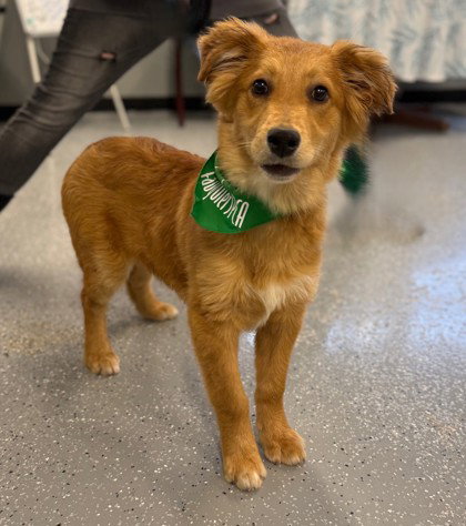 Tibbs, an adoptable Australian Shepherd in Warrenton, VA