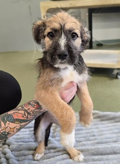 Thin Mint, an adoptable Terrier in Warrenton, VA