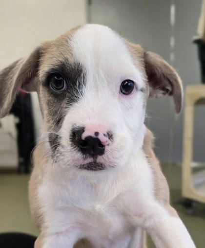 Tagalong, an adoptable Terrier in Warrenton, VA