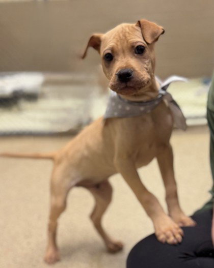 Squirt, an adoptable Chinese Shar-Pei in Warrenton, VA