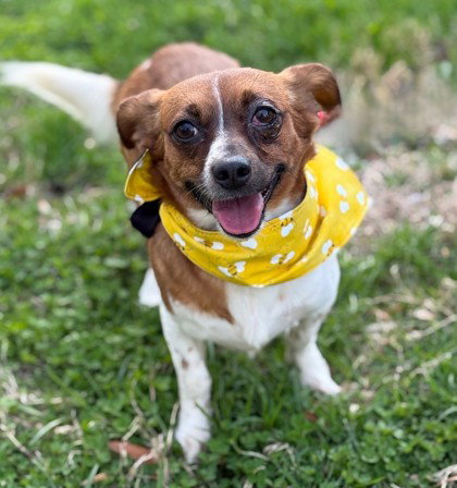 Sadie Mae, an adoptable Chihuahua in Warrenton, VA