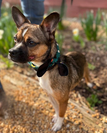 Miss Molly, an adoptable Chihuahua in Warrenton, VA