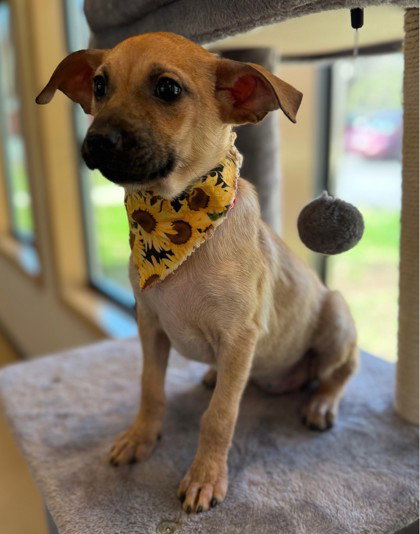 Leah, an adoptable Dachshund in Warrenton, VA