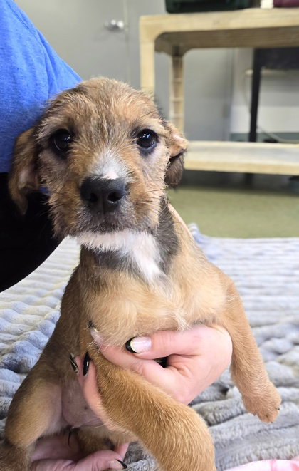Exploremore, an adoptable Terrier in Warrenton, VA