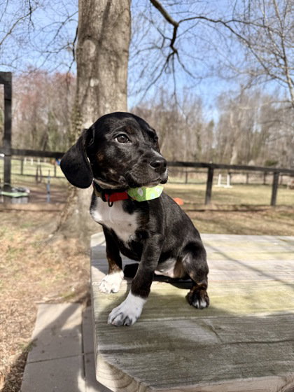 Ellie, an adoptable Unknown breed in Warrenton, VA