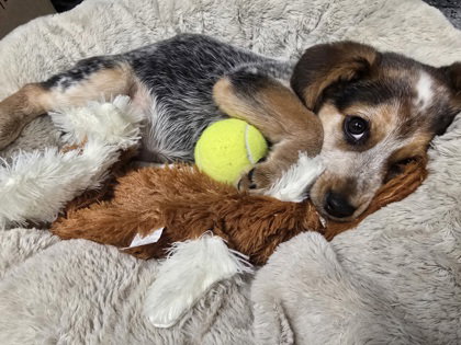 Phoenix, an adoptable Australian Cattle Dog in Warrenton, VA