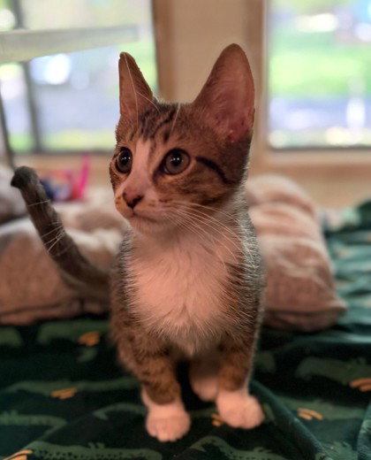 Jack Link, Young Domestic Short Hair / Mixed (short coat), cat for adoption in Manassas, Virginia