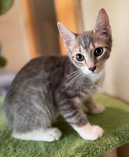 Slim Jim, Young Domestic Short Hair / Mixed (short coat), cat for adoption in Manassas, Virginia