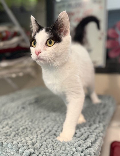 Fedora, Young Domestic Short Hair / Mixed (short coat), cat for adoption in Manassas, Virginia