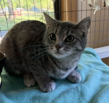 Miss Hiss, Adult Domestic Short Hair / Mixed (short coat), cat for adoption in Manassas, Virginia