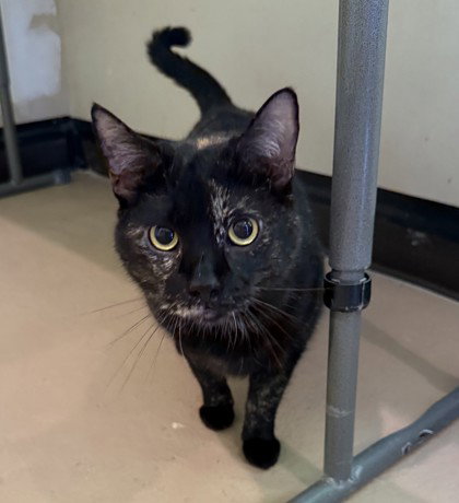 Spooky, an adoptable European Shorthair in Warrenton, VA