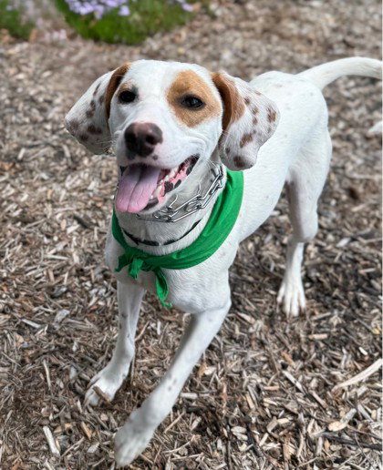 Brittany Force, an adoptable Hound in Warrenton, VA