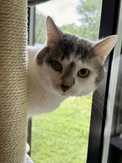 Hyde, an adoptable Domestic Short Hair in Warrenton, VA
