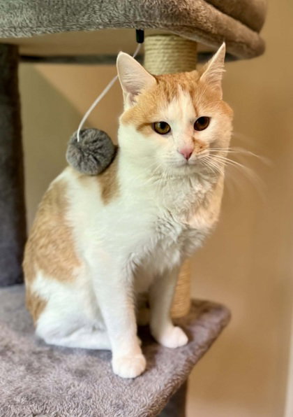 Seeke, an adoptable Domestic Short Hair in Warrenton, VA