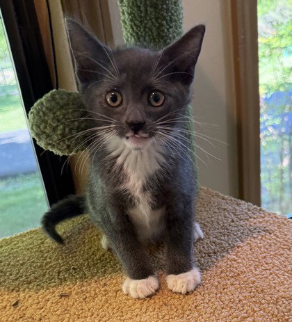 Ducky, an adoptable Domestic Short Hair in Warrenton, VA