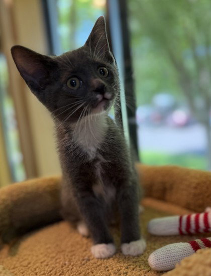 Littlefoot, an adoptable Domestic Short Hair in Warrenton, VA
