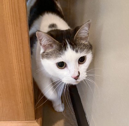 Chelidae, an adoptable Domestic Short Hair in Warrenton, VA