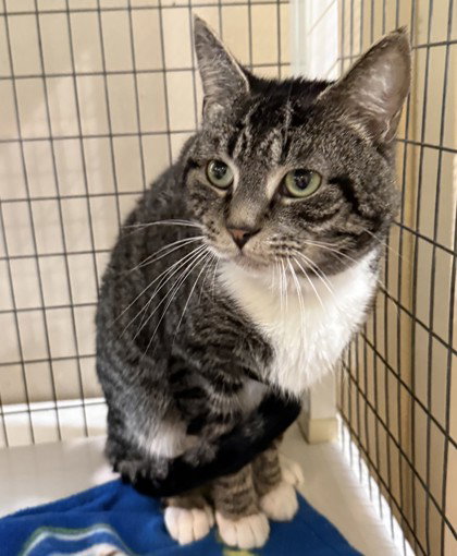 Mule, an adoptable Domestic Short Hair in Warrenton, VA