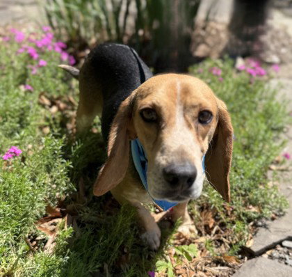 Farragut, an adoptable Beagle in Warrenton, VA