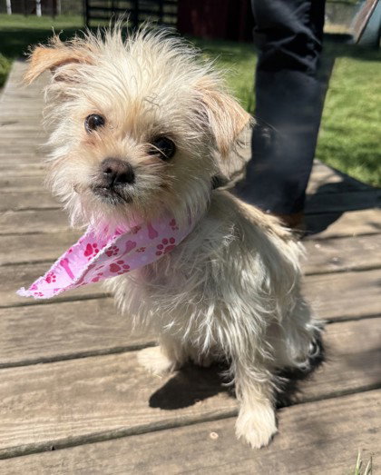 London, an adoptable Shih Tzu in Warrenton, VA