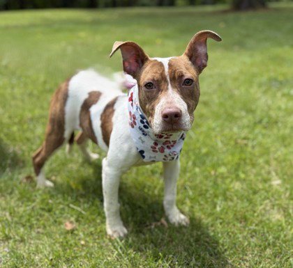 Marigold, an adoptable Pit Bull Terrier in Warrenton, VA