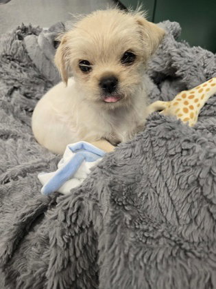Ono, an adoptable Shih Tzu in Warrenton, VA