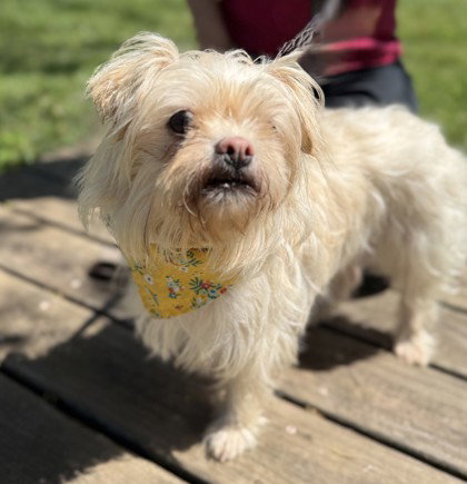 Ragamuffin, an adoptable Shih Tzu in Warrenton, VA