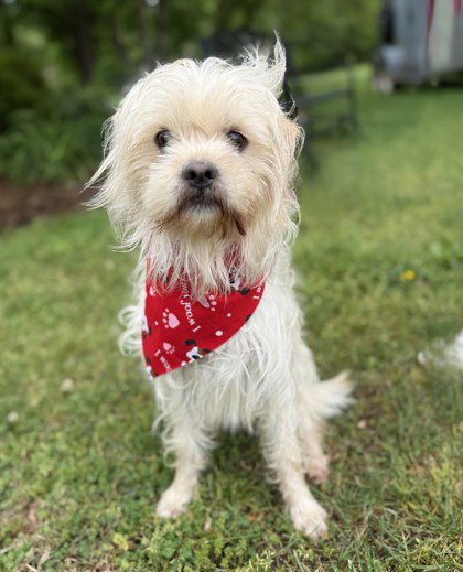 Vax, an adoptable Shih Tzu in Warrenton, VA