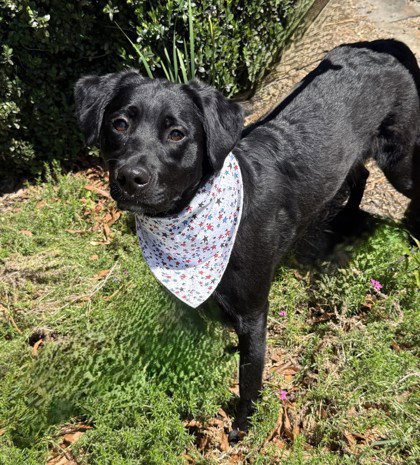 Addy, an adoptable Labrador Retriever in Warrenton, VA