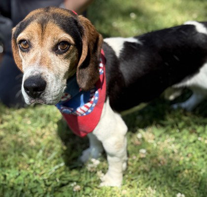 Johnny Bravo, an adoptable Beagle in Warrenton, VA
