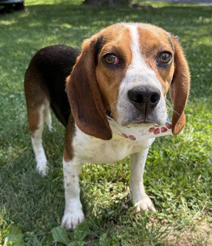 Mojo Jojo, an adoptable Beagle in Warrenton, VA