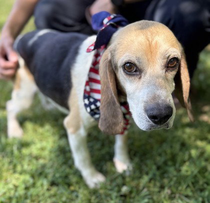 Rigby, an adoptable Beagle in Warrenton, VA