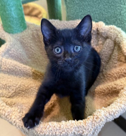 Blackberry, an adoptable Domestic Short Hair in Warrenton, VA