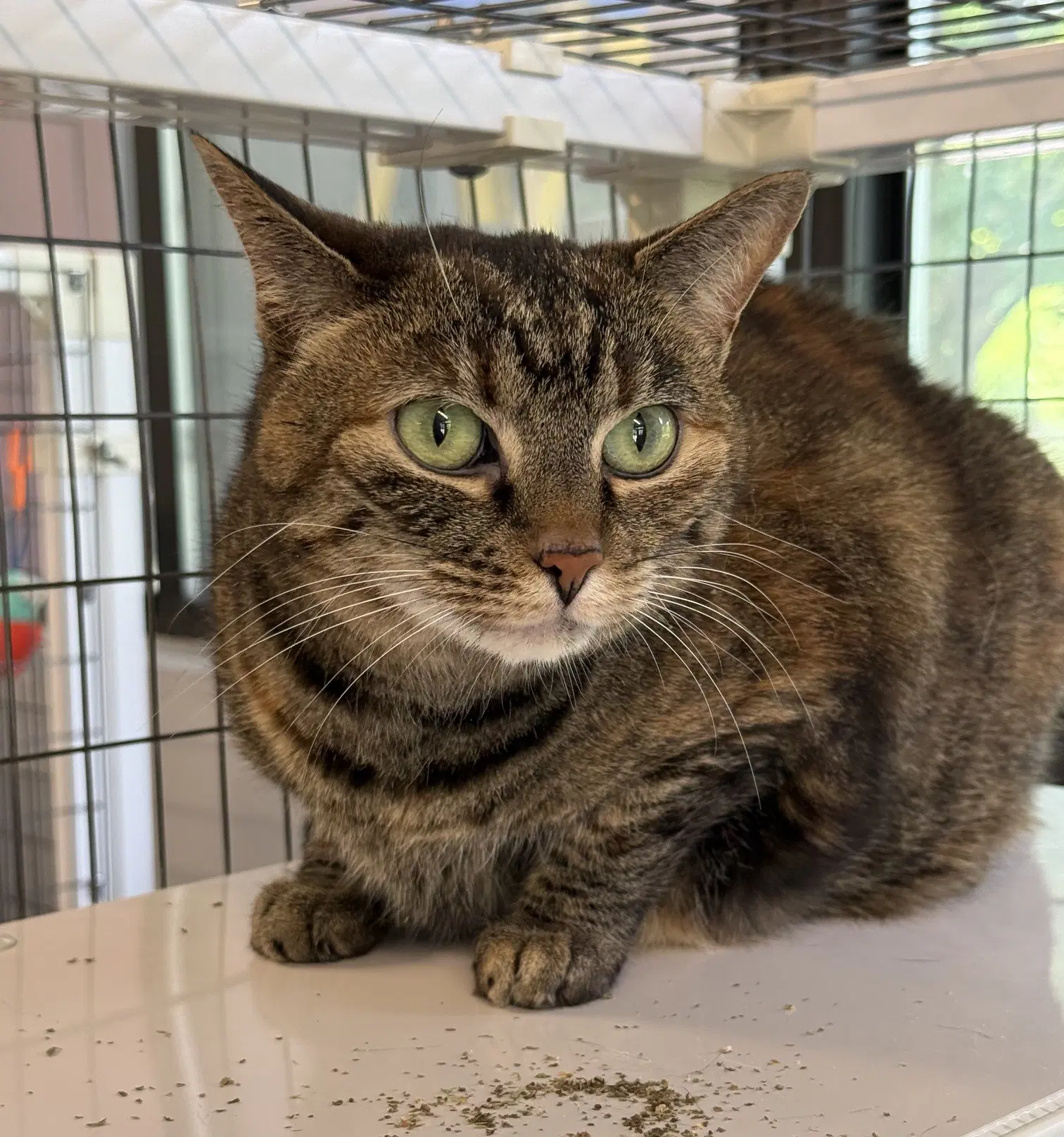 Dixie - Domestic Short Hair