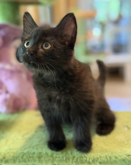 Vladimir