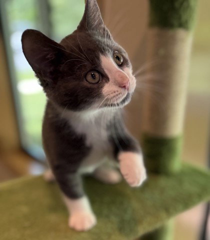 Colby Jack