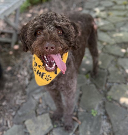 Mocha, an adoptable Poodle in Warrenton, VA