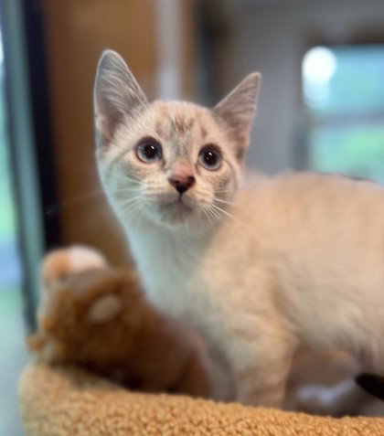 Peacock, an adoptable Snowshoe in Warrenton, VA