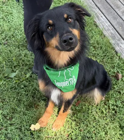 Rubicon - Australian Shepherd