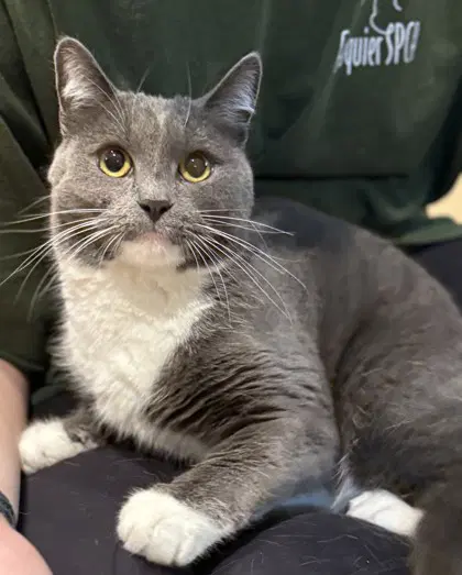 Chacha - Domestic Short Hair
