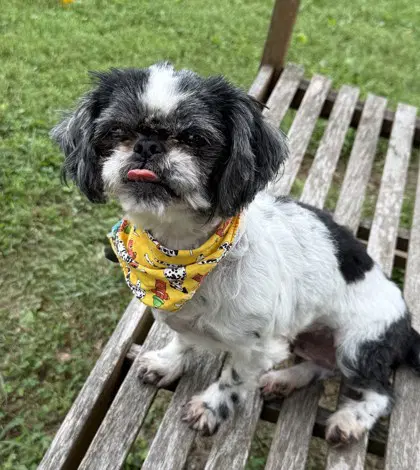 Loonie - Shih Tzu